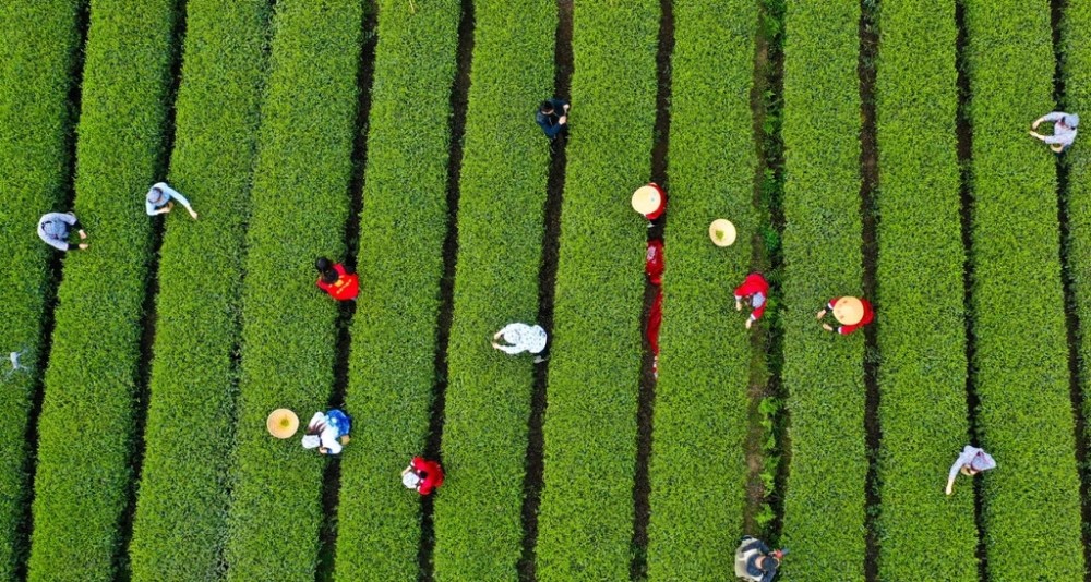 来蒲江体验寻茶之旅 第十一届成都采茶节将于3月18日举行