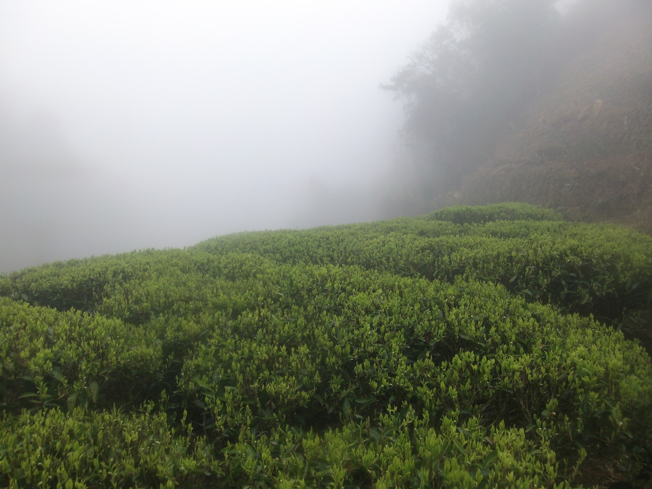 春分至，茶香飘-丰顺县洋西坑高山单丛茶近日开园始采